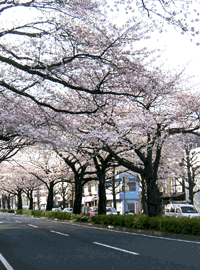 平和通の桜並木